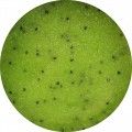 Exfoliante corporal  de Kiwi y Lima Party time!