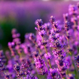 Purple Expression