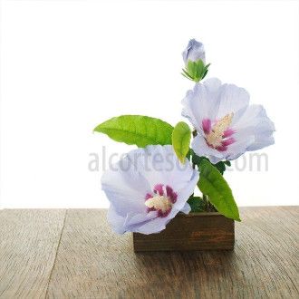 White Musk