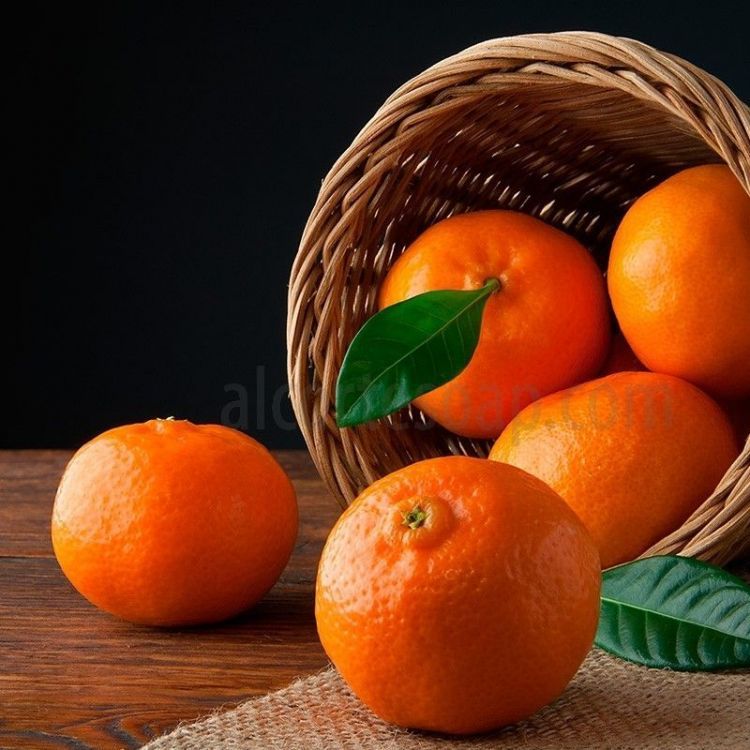 Citrus Tangerine