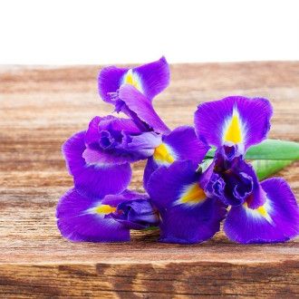 Iris Night