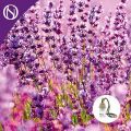 Ambientador de coche Lavanda
