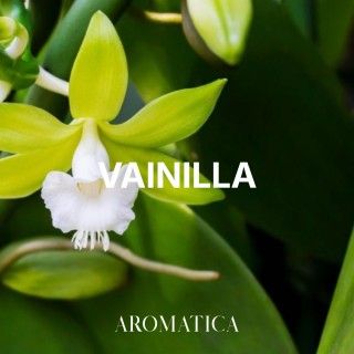 Vainilla
